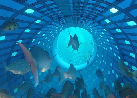 New Zealand snapper swimming in new Precision Seafood Harvesting technology