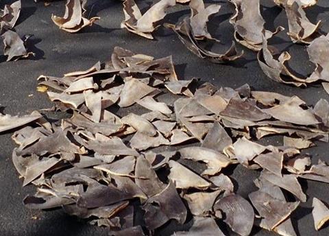 Shark fins. Credit: NOAA