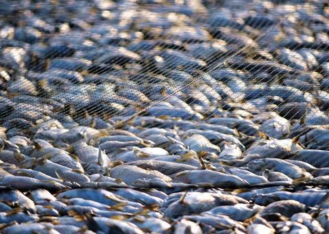 A recommendation was made in the report to end IUU fishing