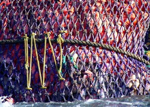 15-20% of the world’s catch comes from IUU. Credit: Greenpeace