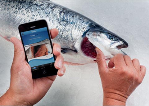Now users check pollock, haddock, herring, turbot, sole, brill, redfish, deepwater shrimp, fjord shrimp and peeled shrimp with the app, in addition to salmon, cod and plaice