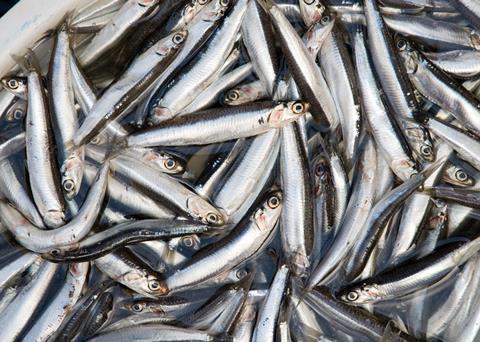 The new quota brings the anchovy fishery back into historically normal quota ranges. Photo: Paul Asman and Jill Lenoble
