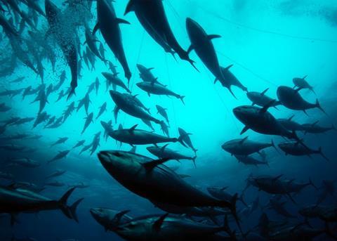 Dardanel's entire tuna product line has gained FOS certificaiton. Photo: Marco Carè Marine Photobank
