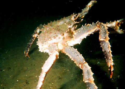 The Alaskan crab industry has lost an estimated $600 million in revenue since 2000 due to illegally harvested Russian crab. Credit: Dr. Aleksey Zuyev, Murmansk Marine Biological In./CC BY 2.0