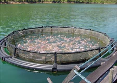 The SFP has provided thousands of Asian tilapia farmers with modern training designed to improve their businesses