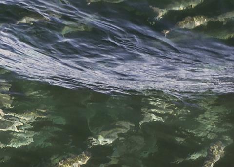 North Atlantic Salmon