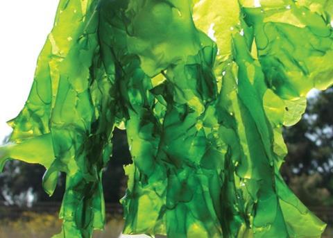Seakura specialises in producing organic green sea lettuce (Ulva lactuca) and red seaweed (Gracilaria sp.)