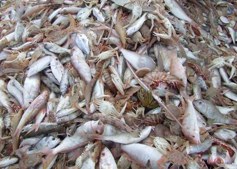A research project has found that discarded fish could be used as bait. Credit: S.McGowan/AMC 2008/Marine Photobank