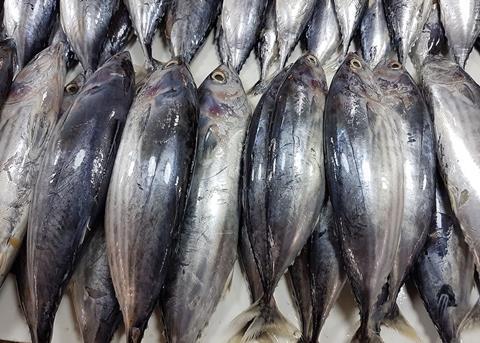 Skipjack tuna