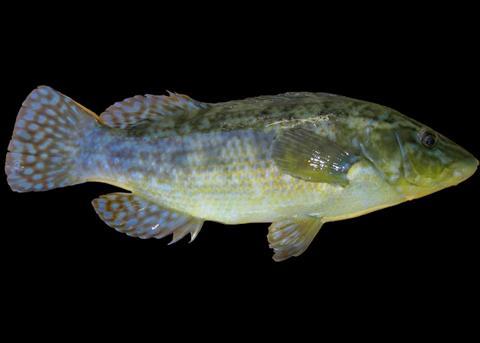 Ballan wrasse. Credit: Wiki/Lycaon