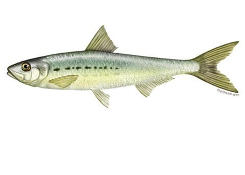 Northern stocks of Pacific sardine are moving further north as the ocean warms