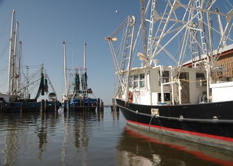 Some of the vessels in Gulf shrimp fleet