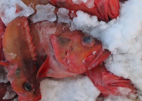 Redfish