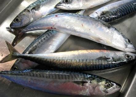 Discussions on mackerel quotas are underway