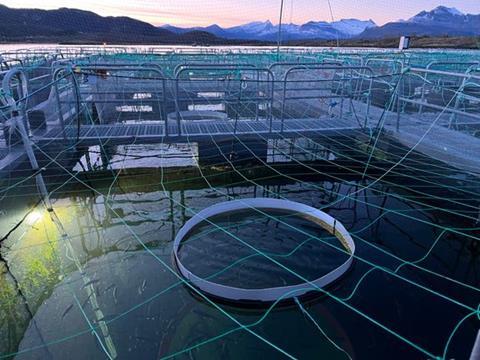 Nofima research into the light needs of farmed salmon