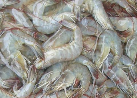 Whiteleg Shrimp is a staple for Vietnamese seafood exports Credit: Xufanc/CC-BY-SA-3.0