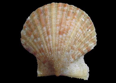 Queen scallop © Hans Hillewaert /CC-BY-SA-3.0