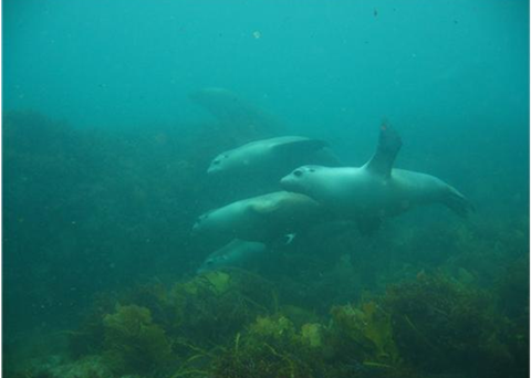 AFMA works hard to ensure fishing operations do not harm the environment including Australian sea lions. Photo: J. Brook