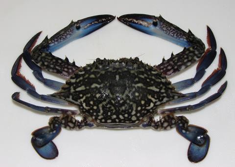 Blue swimming crab