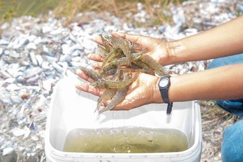 Shrimp harvest at AGRIMINGOLD SA’s farm in Ecuador