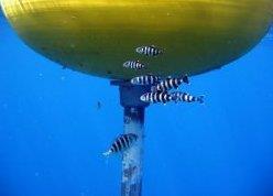 Fish around a FAD. Photo: Heath Folpp