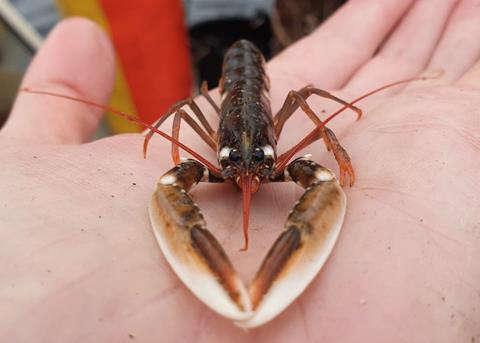 Rearing salmon and lobster side-by-side?