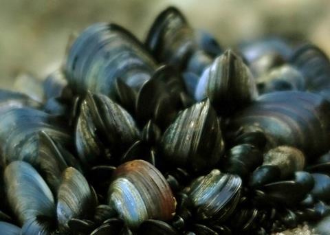 Blue mussels
