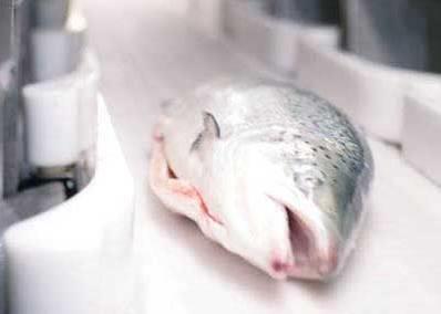 Marel has signed a deal to equip the portioning and VAP sections of Bakkafrost’s new salmon factory