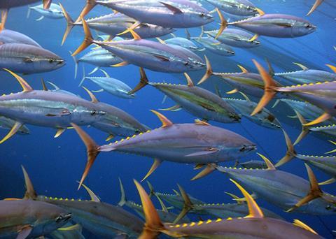 Yellowfin tuna
