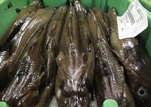 The study analysed factors which could be affecting cod from recovering, including the biodiversity of the seabed