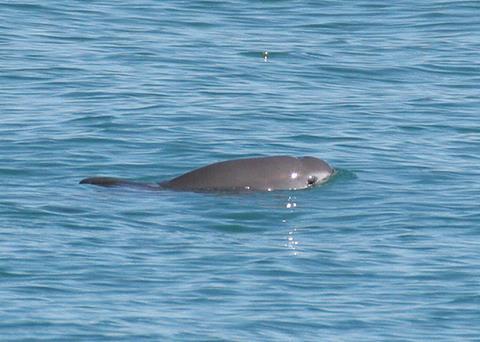 Illegal fishing for totoaba is apparently the current primary threat to vaquita Photo: NOAA