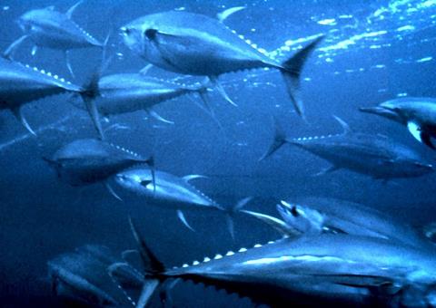 Yellowfin tuna Photo: NOAA