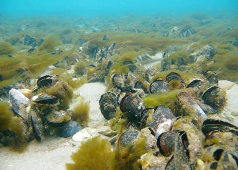 The Great Barrier mussel reef. Credit: Ian McLeod
