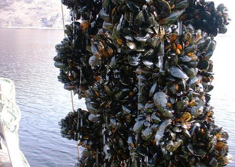 Atlantic Aqua Farms is the first mussel farm to be BAP certified since the completion of the new BAP mussel farm standards