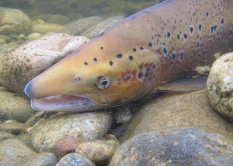 Researchers have found a single gene that explains a huge 39% variation in maturity age of salmon Photo: Tor Naesje/NINA