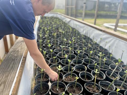 Pine Island Redfish, Mangrove