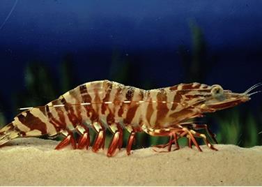 Tiger prawn. Credit: AFMA