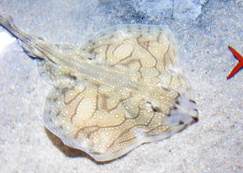 Undulate ray. Credit: jmerelo/CC BY-SA 2.0, via Wikimedia Commons-