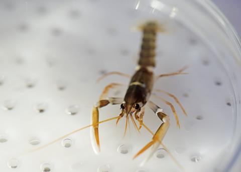 European lobster has a far greater survival rate when farmed Photo: Ocean On Land Technology