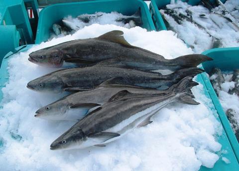 Cobia harvested from a fish farm. Credit: NOAA