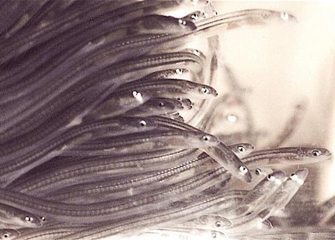 Natural eel recruitment increasing