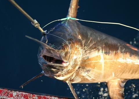 A Canadian swordfish longline fishery has been awarded MSC certification, and a US North Atlantic fishery has been entered into assessment. Credit: Maria Honig, WWF Responsible Fisheries Programme/Marine Photobank