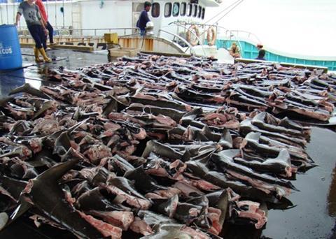 Costa Rica requested the INTERPOL Purple Notice to warn other member countries after identifying a new method of illegal shark finning. Credit: INTERPOL