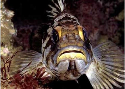 A gopher rockfish, one of many rockfish species included in the West Coast groundfish fishery. Credit: S. Lonhart/SIMoN