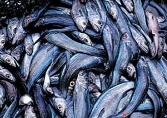 Both stocks of hoki have now increased for seven consecutive years. Photo: N Bagley/NIWA