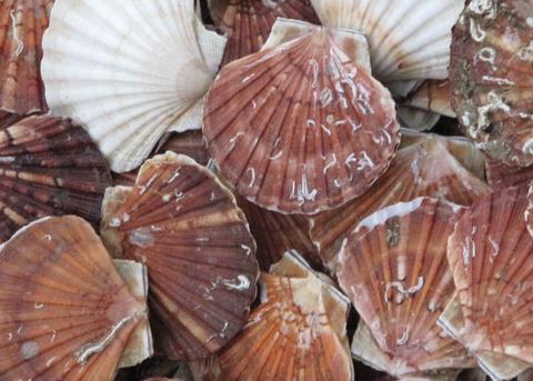 Scotland’s seafood sector can grow globally, says Crown Estate Scotland