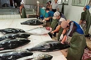Scientists asked for the fishing of tuna to be cut substantially. © Juergen Freund/WWF Canon
