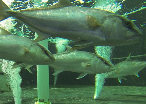 The move will enable Kampachi Farms to sell to the US market. Photo: Kampachi Farms, LLC