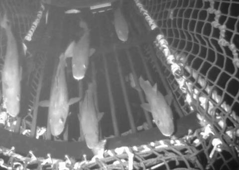 Does sustainability depend on technology?