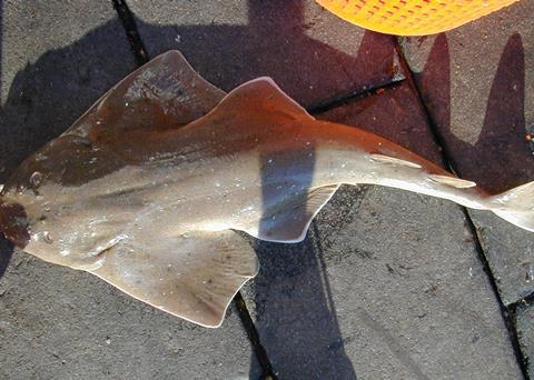 The legislation covers 26 species, including angel sharks, tope sharks, common skate and undulate rays. Credit: NOAA